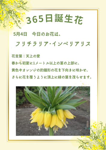今日は何のお花かな？