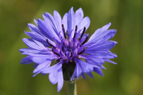今日は何のお花かな？