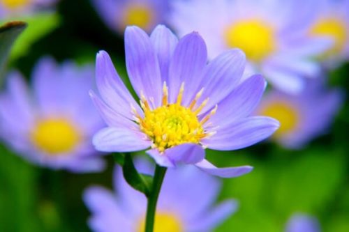 今日は何のお花かな？