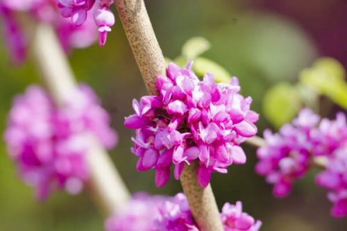 今日は何のお花かな？