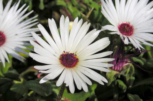 今日は何のお花かな？