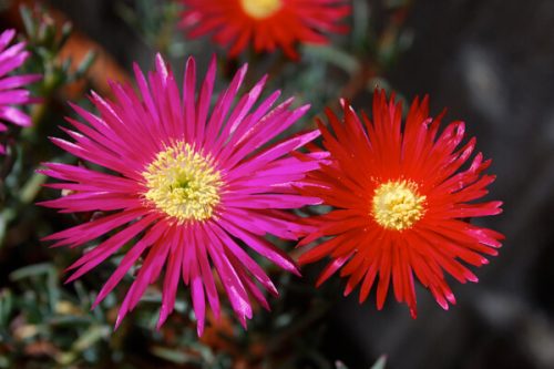 今日は何のお花かな？