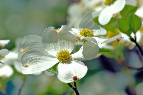 今日は何のお花かな？