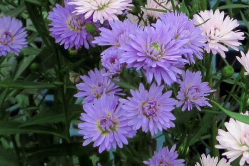 今日は何のお花かな？