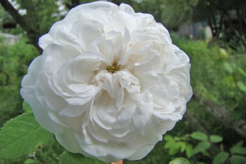 今日は何のお花かな？