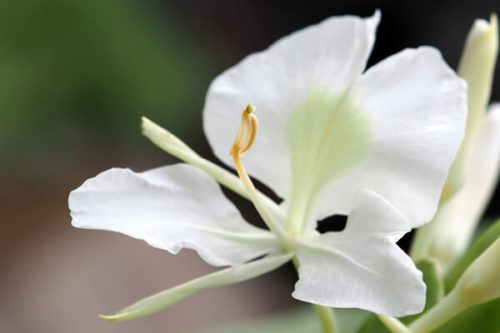 今日は何のお花かな？