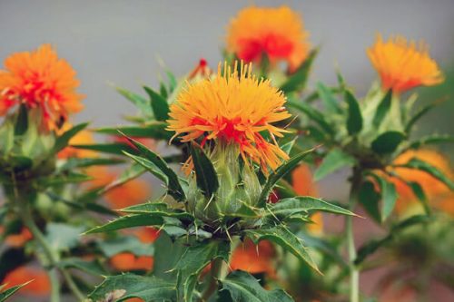 今日は何のお花かな？