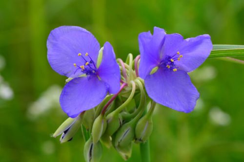 今日は何のお花かな？